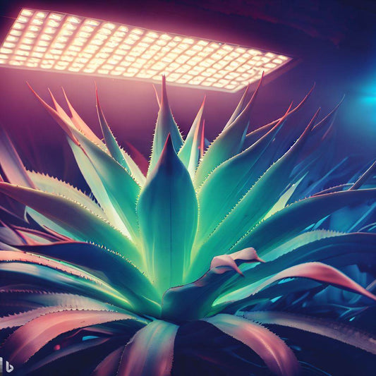 アガベの生育にはLEDライトが不可欠！| 最適な光環境で美しい成長を促進