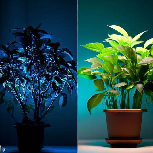 LED照明による農業革新：収穫スピードの違い